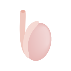 egg 300x300 1